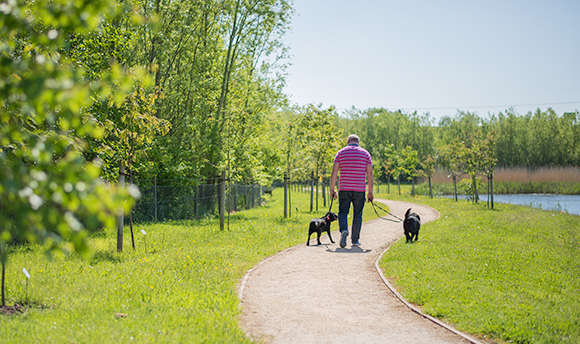 Dog walker strolling along Ӱֱwalk way in the sunshine